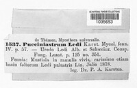 Chrysomyxa ledi image